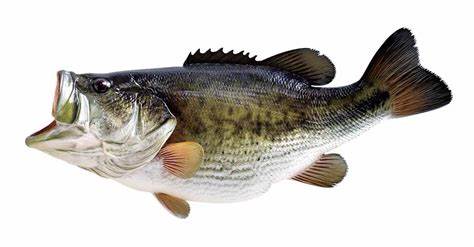 OPENING DAY OF INLAND LAKE FISHING IS MAY3RD!!