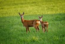BIG EVENT! Bonus Antlerless Deer Harvest Authorization Sale Begins Aug. 18 at 10AM