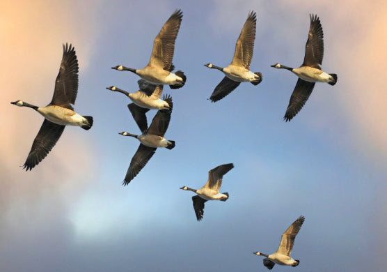 Early Goose Season Starts Sept 1st thru 15th