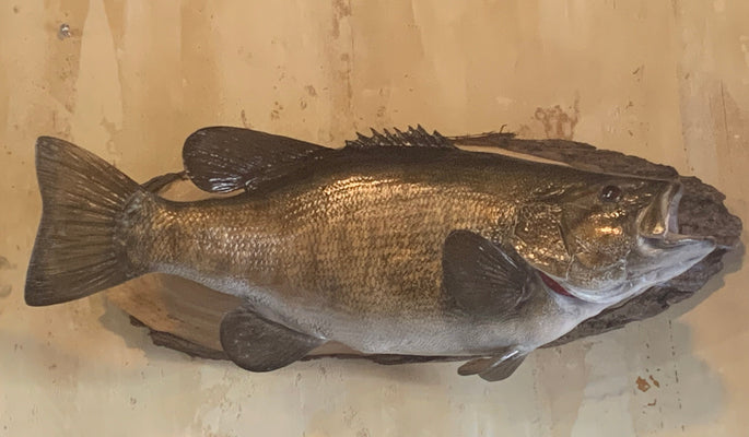 Rick's Fish Taxidermy - $10 / inch or $150 Minimum. Replicas also available!!!