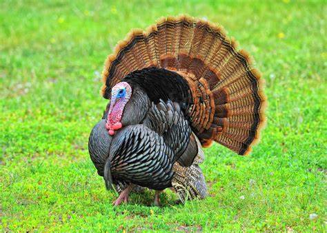 Turkey Season Pictures
