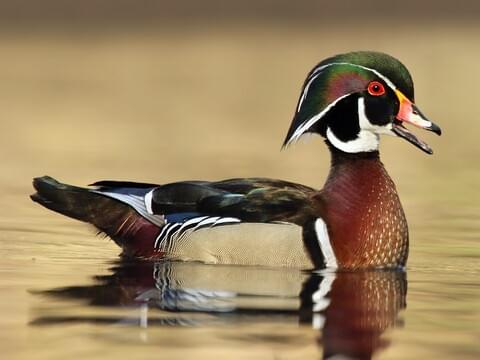 Sept 27TH – DUCK SEASON OPENS – NORTHERN ZONE