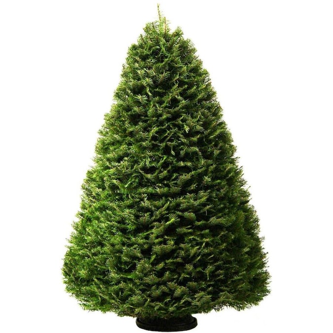 FIR 6-8 foot Tall