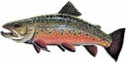 BROOK TROUT DECAL