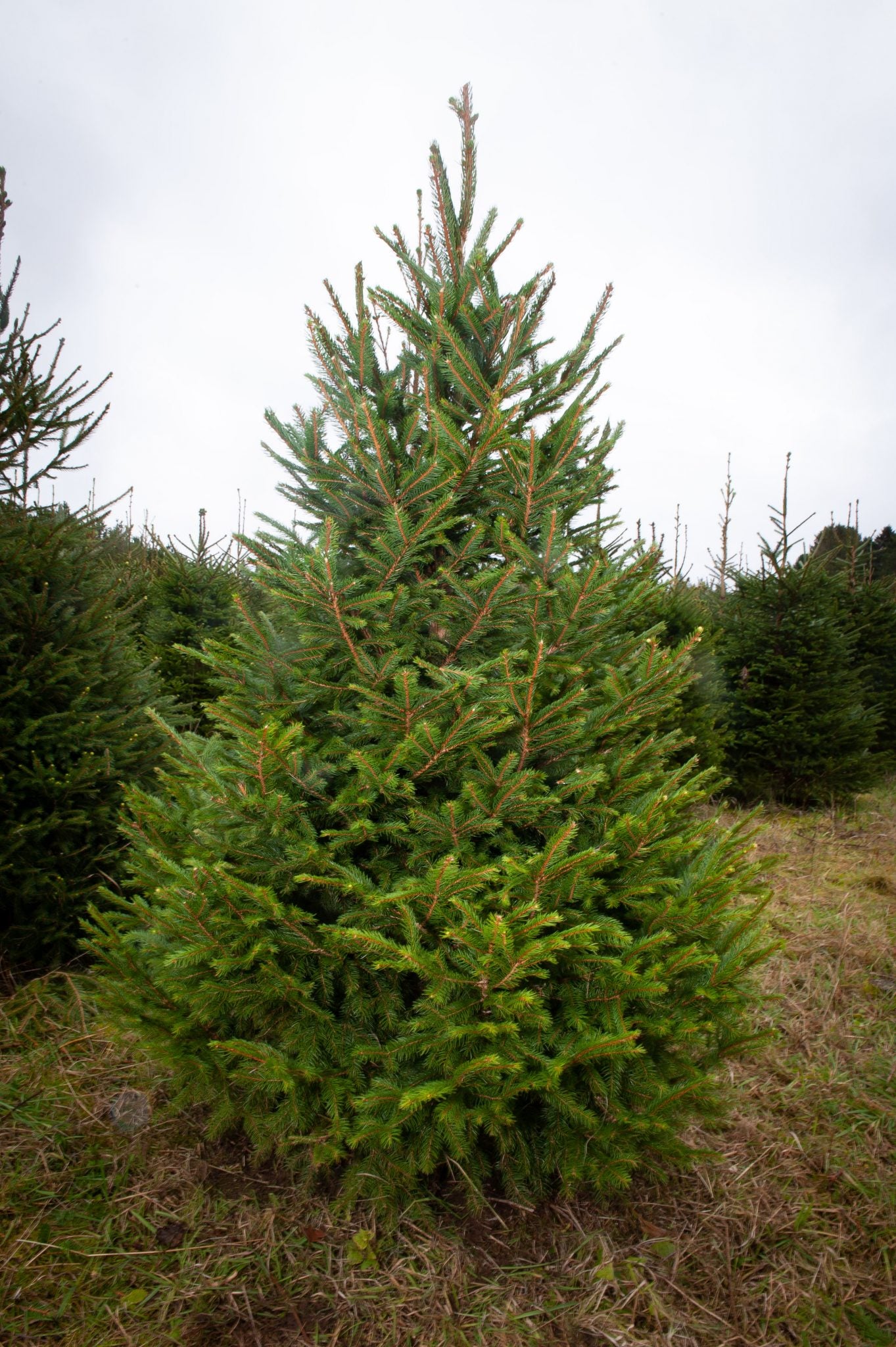 SPRUCE 6-8foot