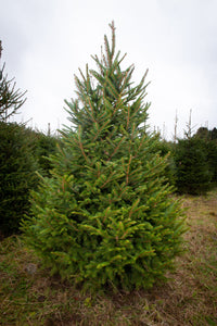 SPRUCE 6-8foot